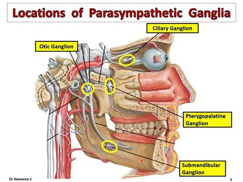 Otic Ganglion