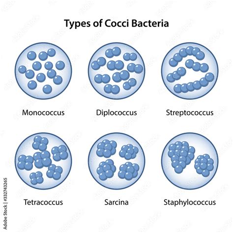 Bacteria Classification Spherical Shapes Of Bacteria Cocci Types And | The Best Porn Website