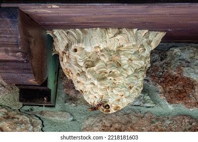 Best European Hornet Nest Royalty-Free Images, Stock Photos & Pictures | Shutterstock