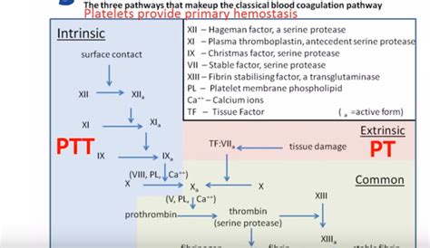 Fibrinogen Blood Test Results Explained - HRF