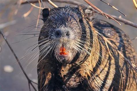 Beaver Teeth: What Do They Look Like & Why Are They Orange?