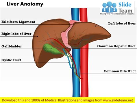 Liver anatomy medical images for power point