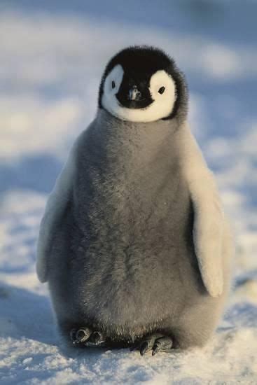 'Baby Emperor Penguin' Photographic Print - DLILLC | AllPosters.com | Animales adorables ...