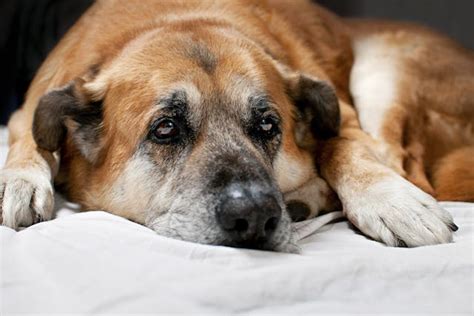 Gastroenteritis in Dogs - Symptoms, Causes, Diagnosis, Treatment ...