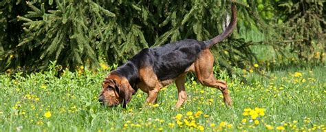 Bloodhound Symbolism, Bloodhound Meaning, Bloodhound Totem, Dream