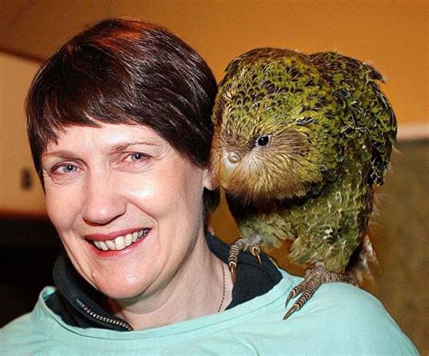 Kakapo, New Zealand's fattest parrot is 2020's bird