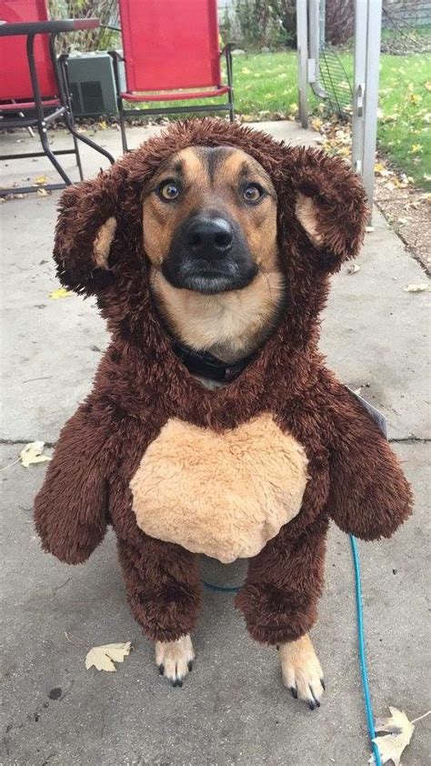 Teddy Bear Halloween Dog Costume | Dog halloween costumes, Bear ...