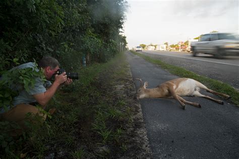 Florida Key Deer | RARE: Creatures of the Photo Ark | Official Site | PBS