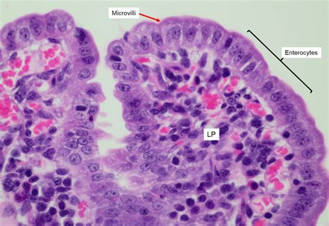 Small Intestine Histology Slides