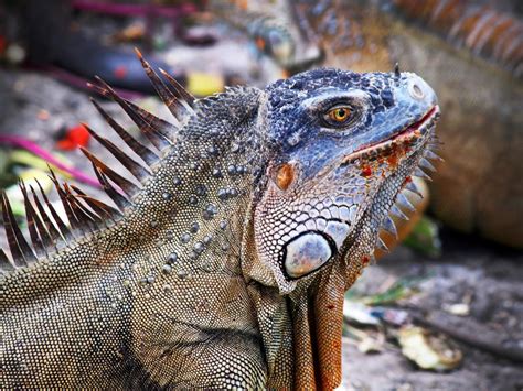 Green Iguana : Costa Rica Wildlife : TravelChannel.com | Costa rica ...