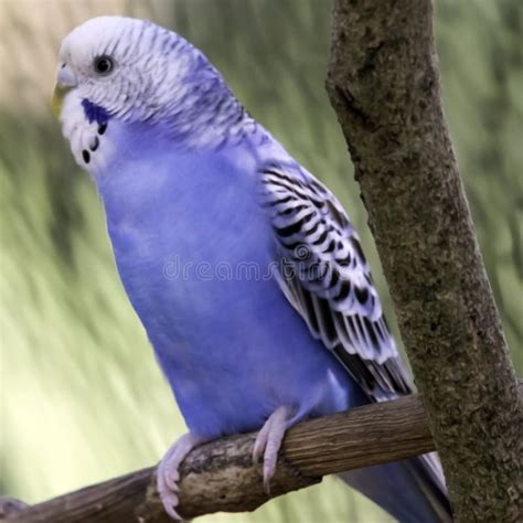 Blue and white parakeet stock photo. Image of bird, avian - 58964514