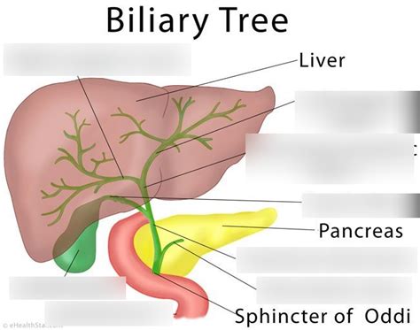 Diagram Of Biliary Tree