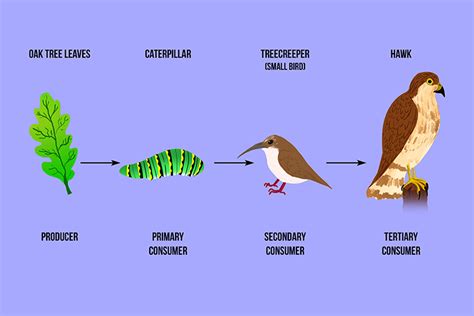 A tertiary consumer eats secondary animals in the food chain