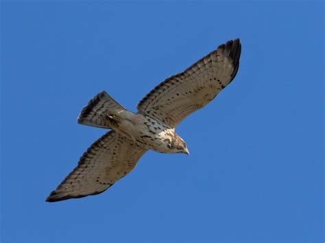 Broad-winged Hawk | Golden Gate National Parks Conservancy