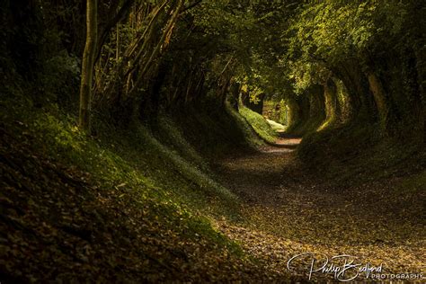 Halnaker Tree Tunnel Landscape Photography - Philip Bedford Photography