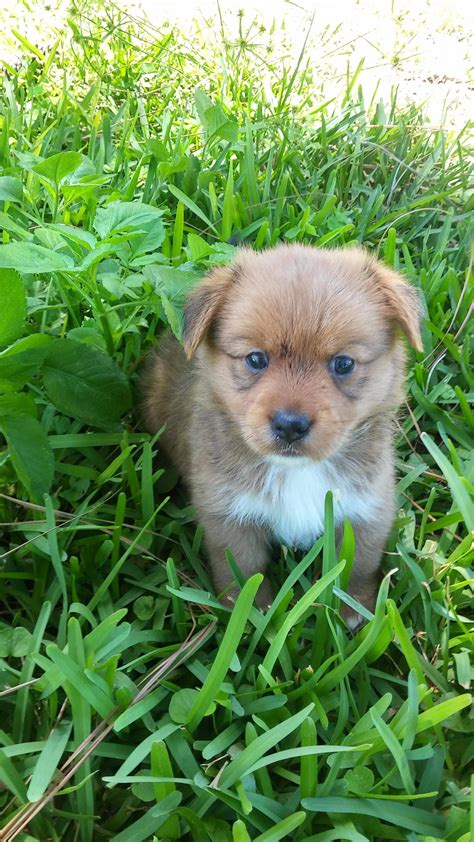 18 Yorkie Mixes Too Adorable To Be Real - BARK Post