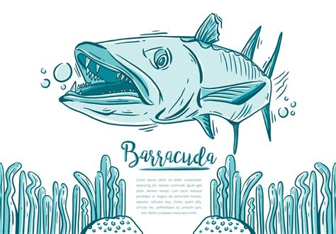 Barracuda