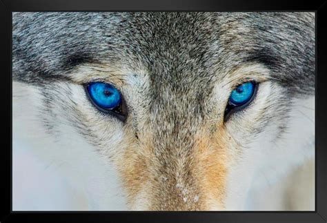 Buy Gray Wolf Bright Blue Eyes Close Up Face Portrait Photo Wolf s for ...