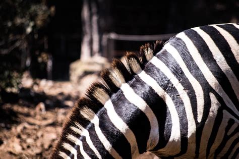 Beautiful zebra mane - Creative Commons Bilder