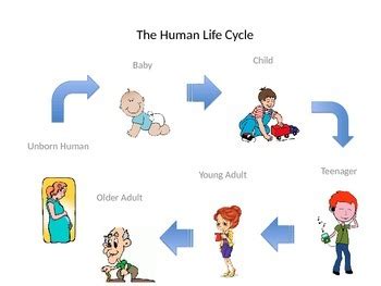 Human Life Cycle by Shannon's School Shop | Teachers Pay Teachers