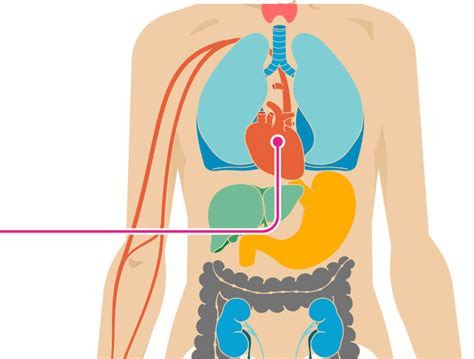 13 Effects of Fast Food on the Body