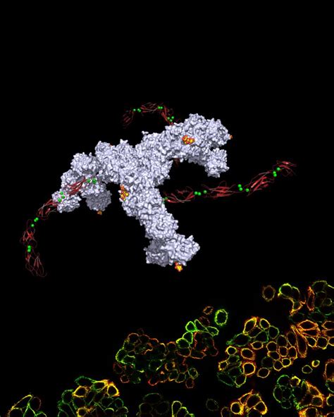 Researchers learn how botulism-causing toxin enters bloodstream