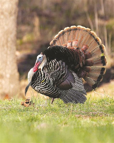 Hunters take more turkeys for third consecutive year | Northwest Arkansas Democrat-Gazette