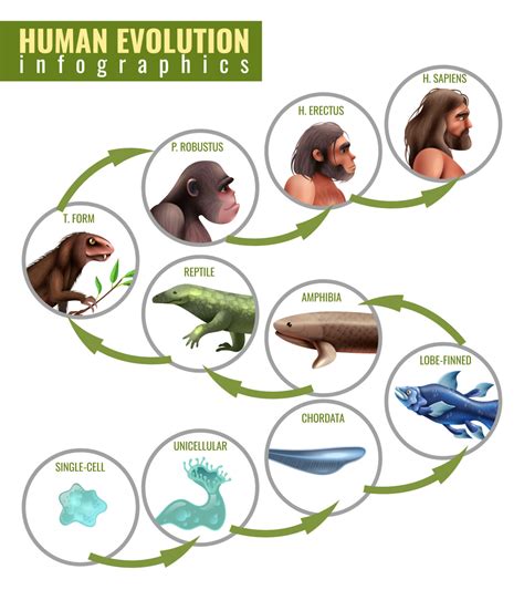 Humans Evolved from Four-Legged Creatures Similar to Squirrels - HubPages
