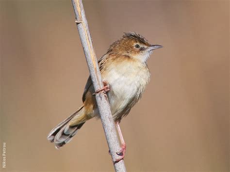 Zitting Cisticola | KuwaitBirds.org