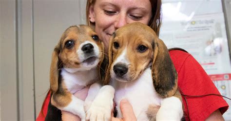 25 more beagles to be put up for adoption through Animal Rescue League ...