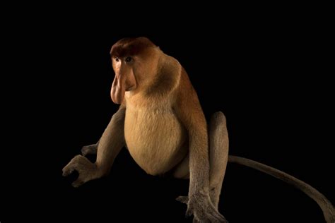 ANI099-00066 - Joel Sartore