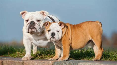 baby english bulldog price - Jeffrey Gifford