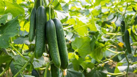 13 Cucumber Varieties You Might Not Know About