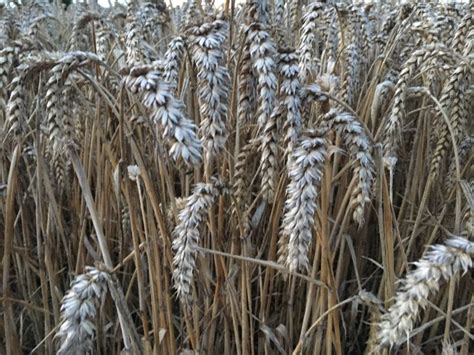 Corn, Wheat, Harvest Time, and Crops | Teaching Resources