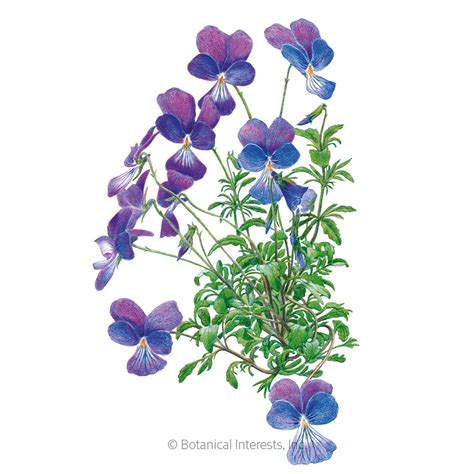 Corsican Violet Viola Seeds , Flowers: Botanical Interests
