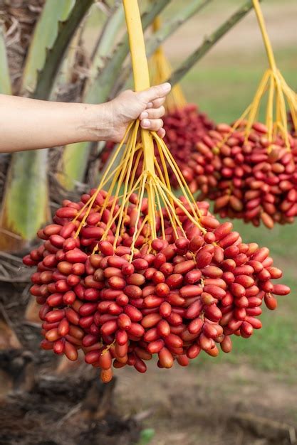 Premium Photo | Date palms fruits on a date palms tree. grown in the ...