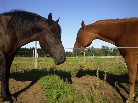 Two Horses Free Stock Photo - Public Domain Pictures