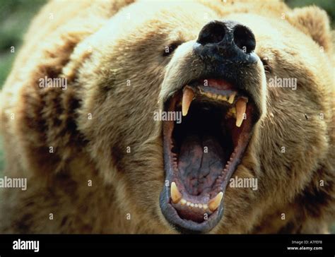 Growling grizzly bear Stock Photo - Alamy