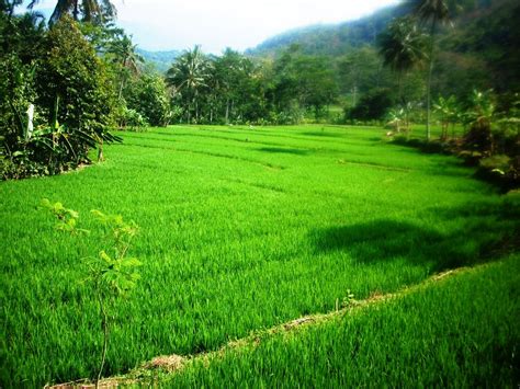 Gambar Sawah Indah dan Sejuk - Lucu dan Keren