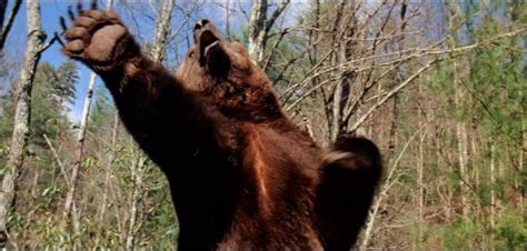 The Outside Film: Awesomely Bad Killer Bear Movies