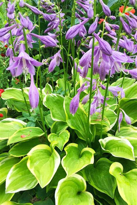 How to Grow and Care for Hostas (Plantain Lilies) | Gardener's Path