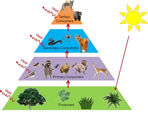 Energy Flow Through An Ecosystem Mastering Biology