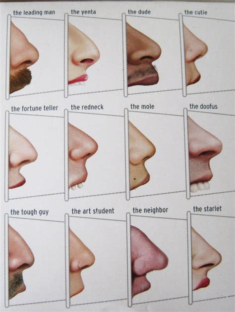 По форме носа определить характер: Можно ли узнать характер женщины по форме носа? Определяем ...