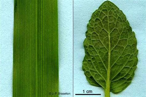 Difference between Monocot and Dicot Leaf - MD