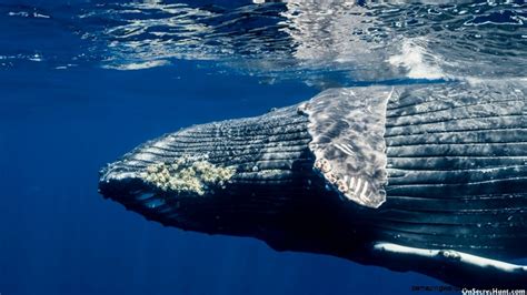 Barnacles On Whales | Amazing Wallpapers