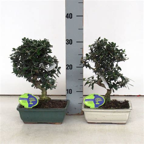 Olea europaea — Plant Wholesale FlorAccess