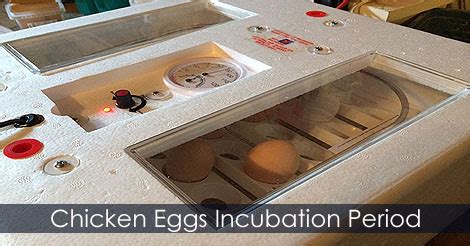 Chicken Eggs Incubation Period - Hatching Chicken Eggs