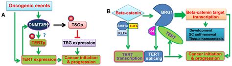 IJMS | Free Full-Text | Telomerase Reverse Transcriptase (TERT) in Action: Cross-Talking with ...