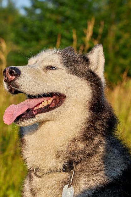 Premium Photo | Happy smiling face of a red husky dog closeup