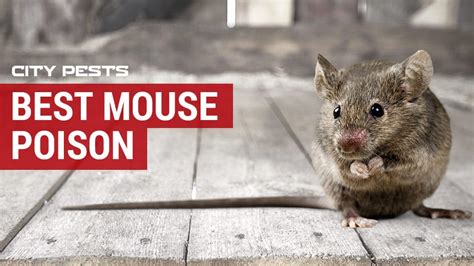 Top 6 Best Mouse Poisons to Buy in 2024 | CityPests.com